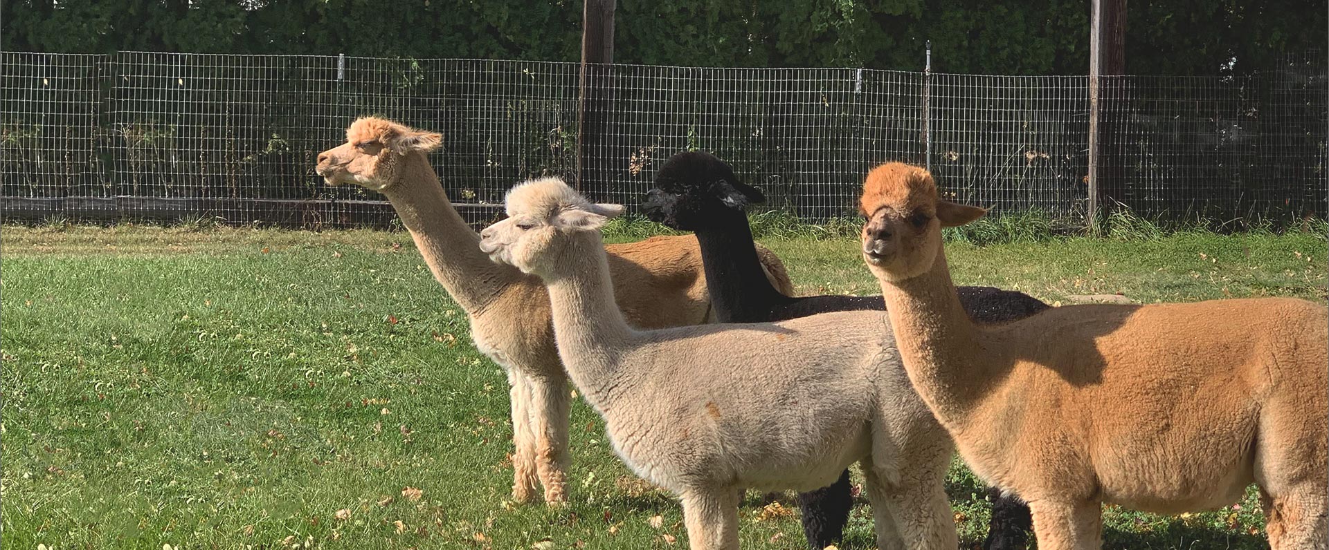Lavender Star Farms Alpaca and Sheep Farm in Prosser WA - Image of Alpacas on Farm