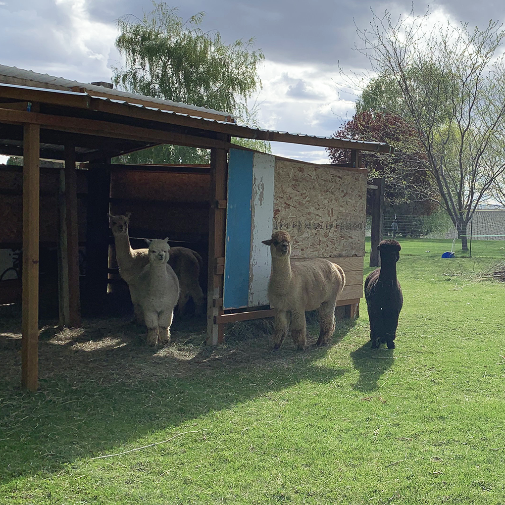 Alpaca Herd at Lavender Star Farms