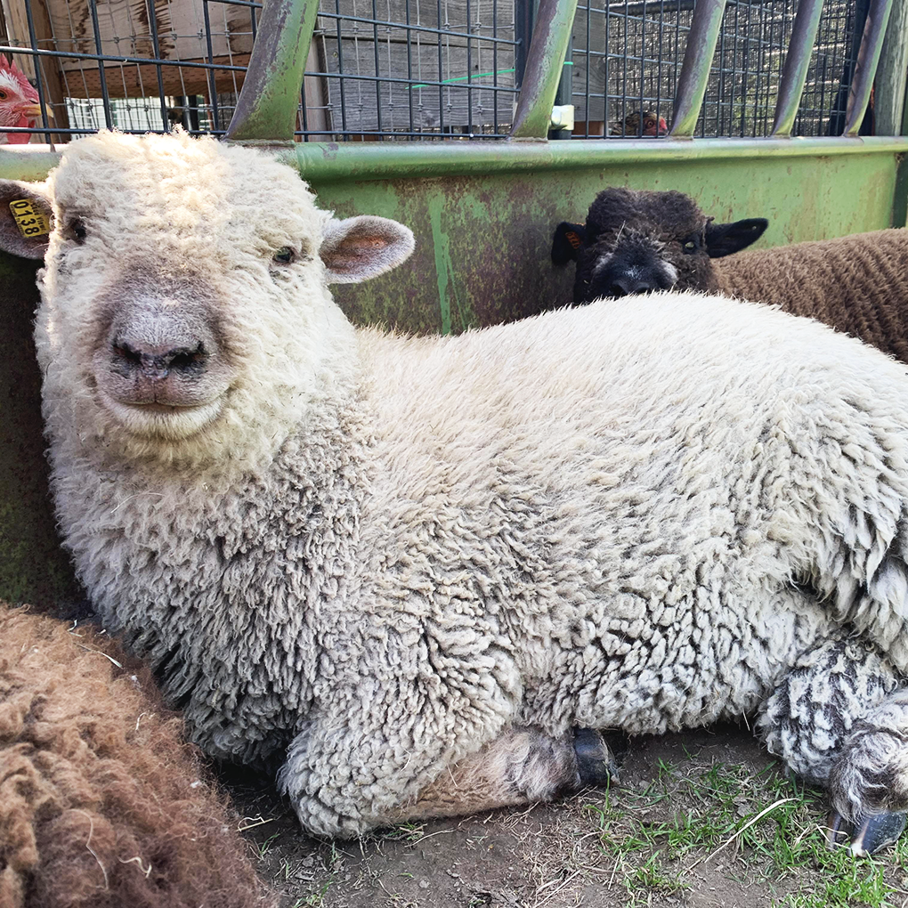 lavender-star-farms-alpaca-farm-in-prosser-wa-babydoll-sheep-pic-1