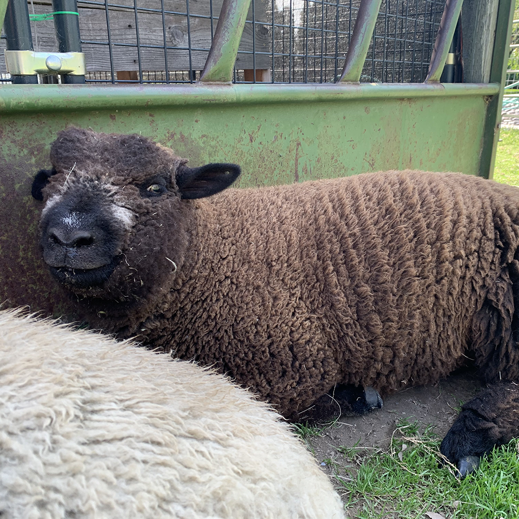 lavender-star-farms-alpaca-farm-in-prosser-wa-babydoll-sheep-pic-2