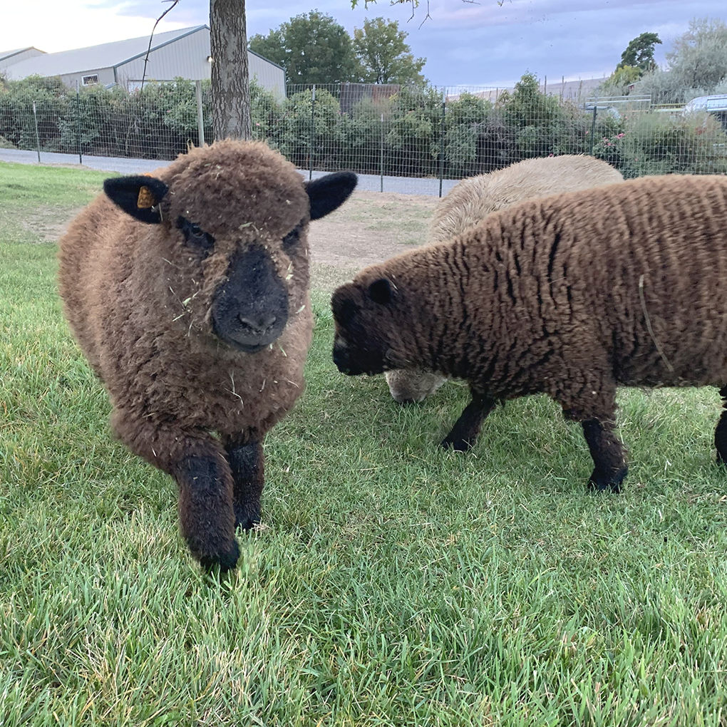 lavender-star-farms-alpaca-farm-in-prosser-wa-babydoll-sheep-pic-3