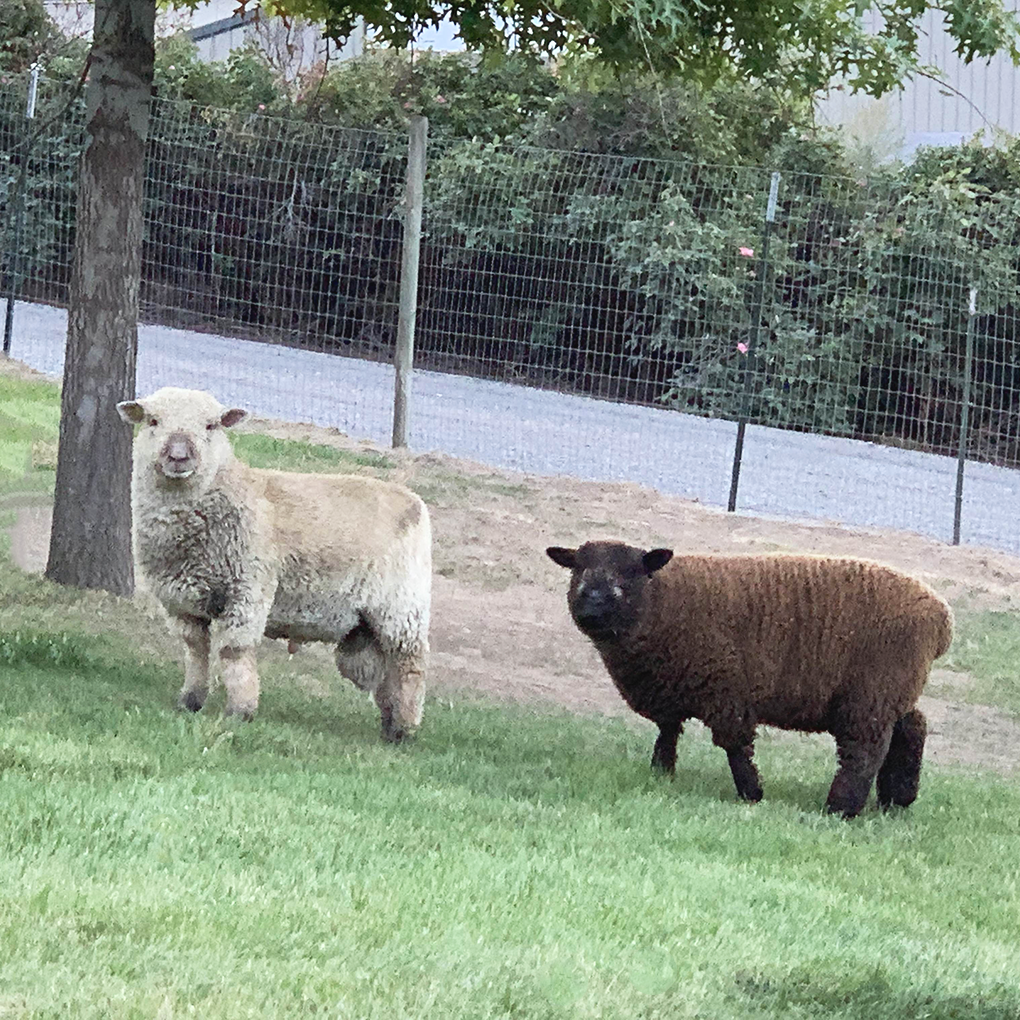 lavender-star-farms-alpaca-farm-in-prosser-wa-babydoll-sheep